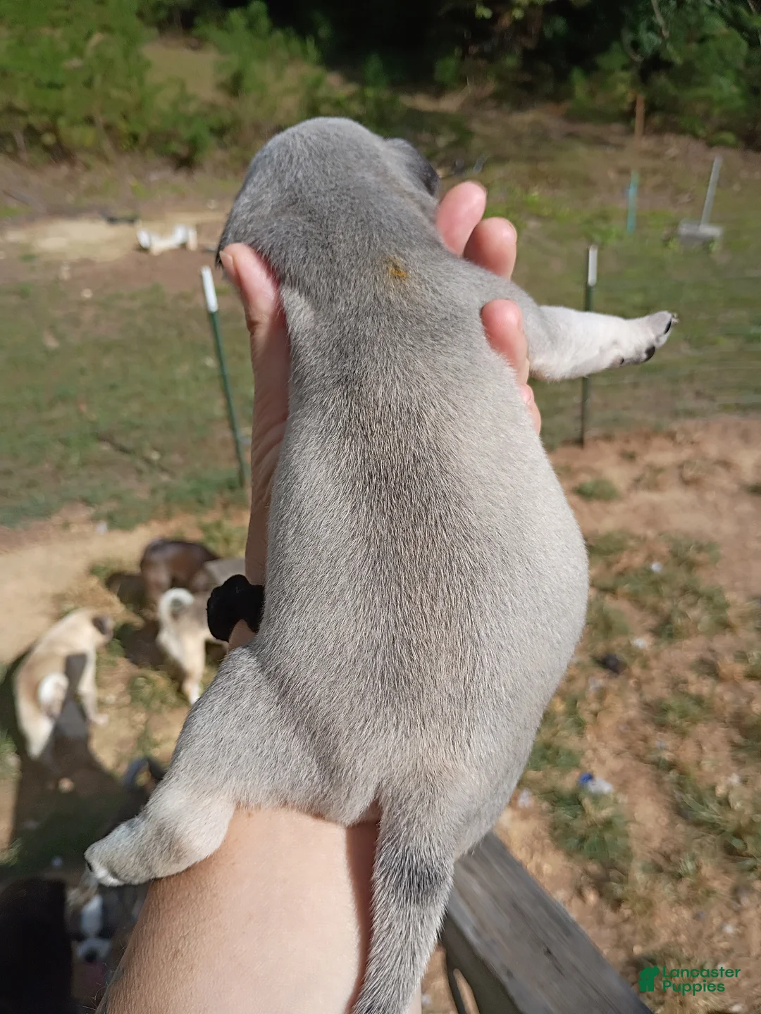 Pug dogs for sale: Ortho - Ad 2