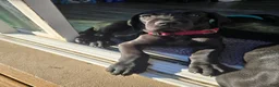 Mixed Breed dogs for sale: Mixed Breed 1 - Ad 7
