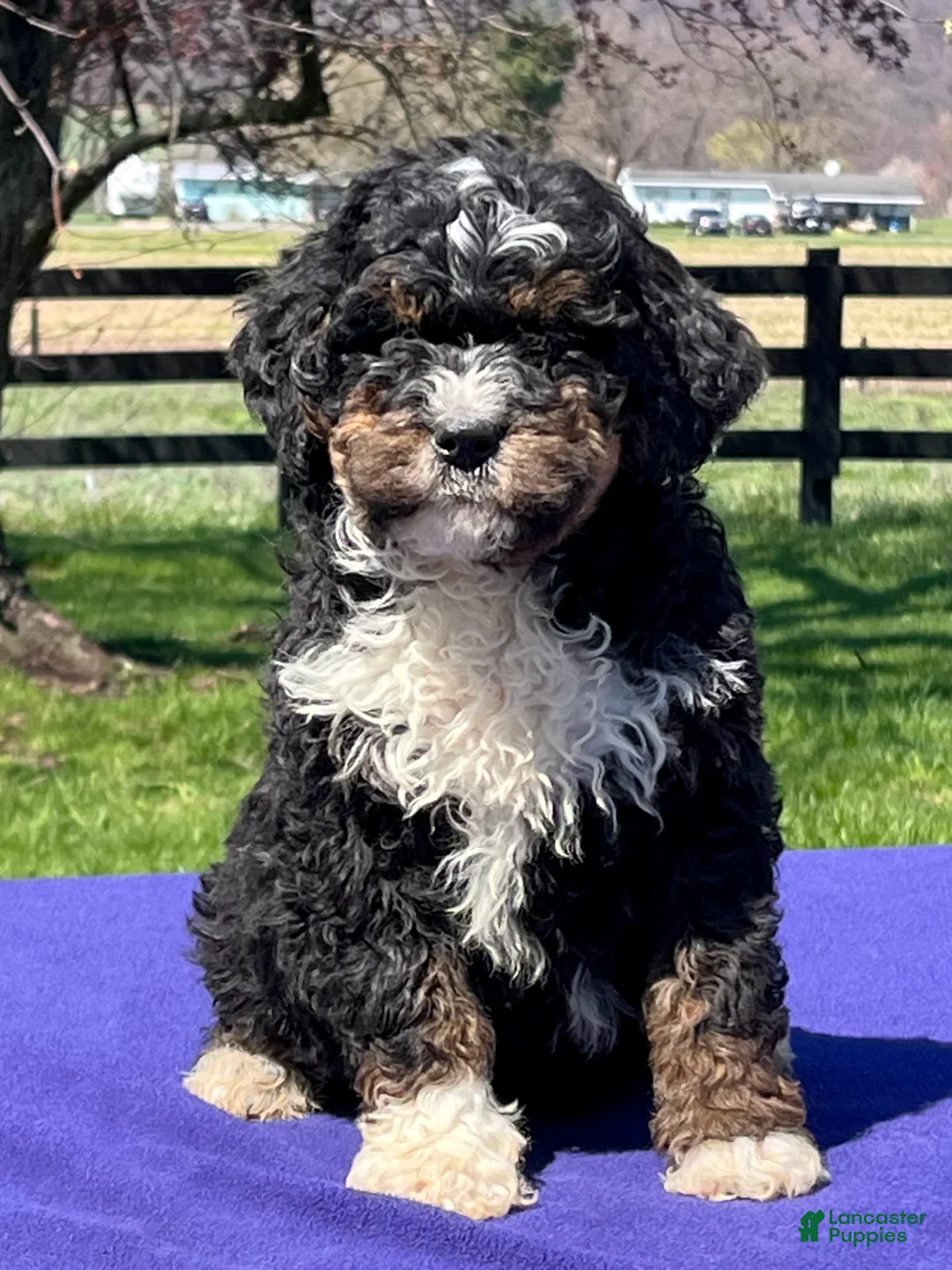 Bernedoodle dogs for sale: Laser - Ad 1