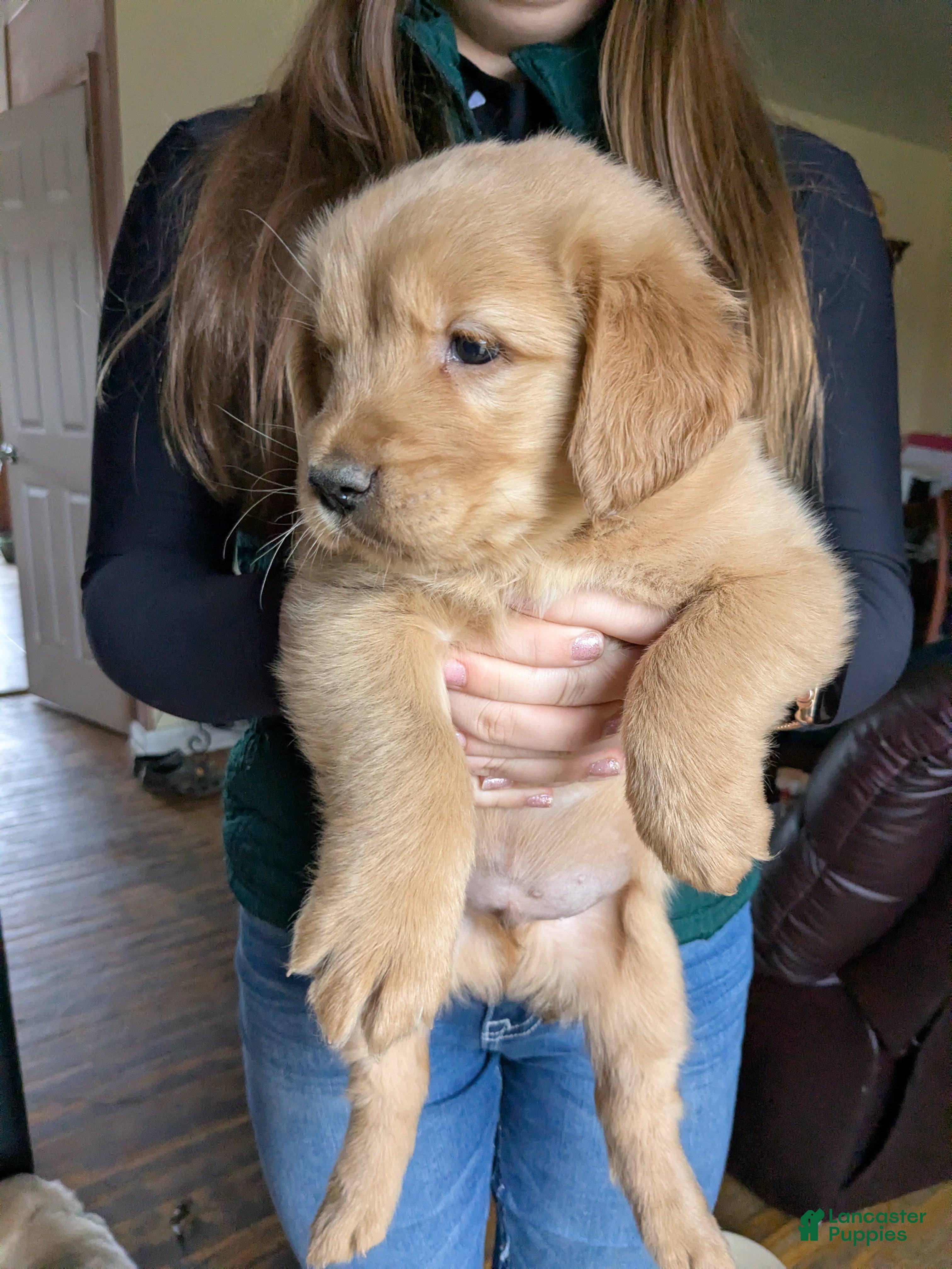Dachshund dogs Golden Retriever Puppy 2 - Ad 35