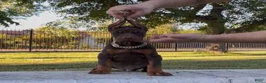 Rocky - Sold