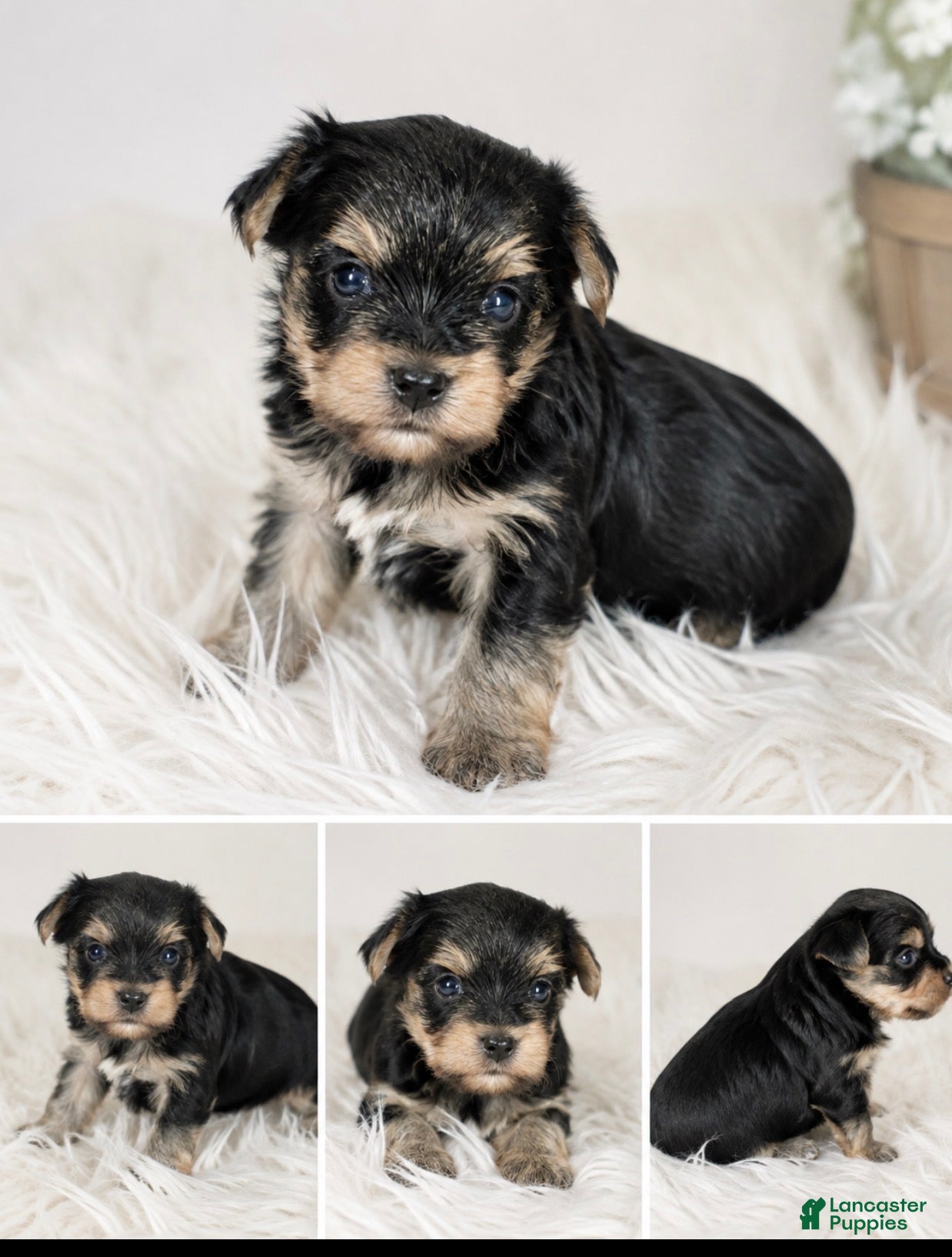 Yorkshire Terrier dogs Black and tan  - Ad 2
