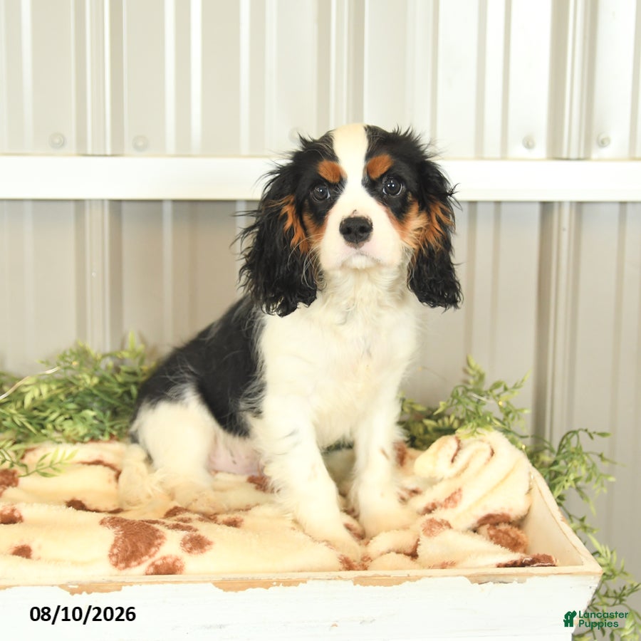 Cavalier King Charles Spaniel dogs Kurt - Ad 1