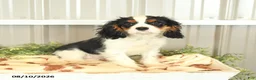 Cavalier King Charles Spaniel dogs for sale: Kurt - Ad 1