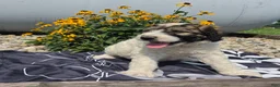 Mixed Breed dogs for sale: Conner - Ad 7