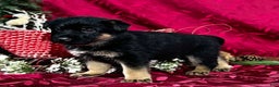 German Shepherd dogs for sale: Diego - Ad 5