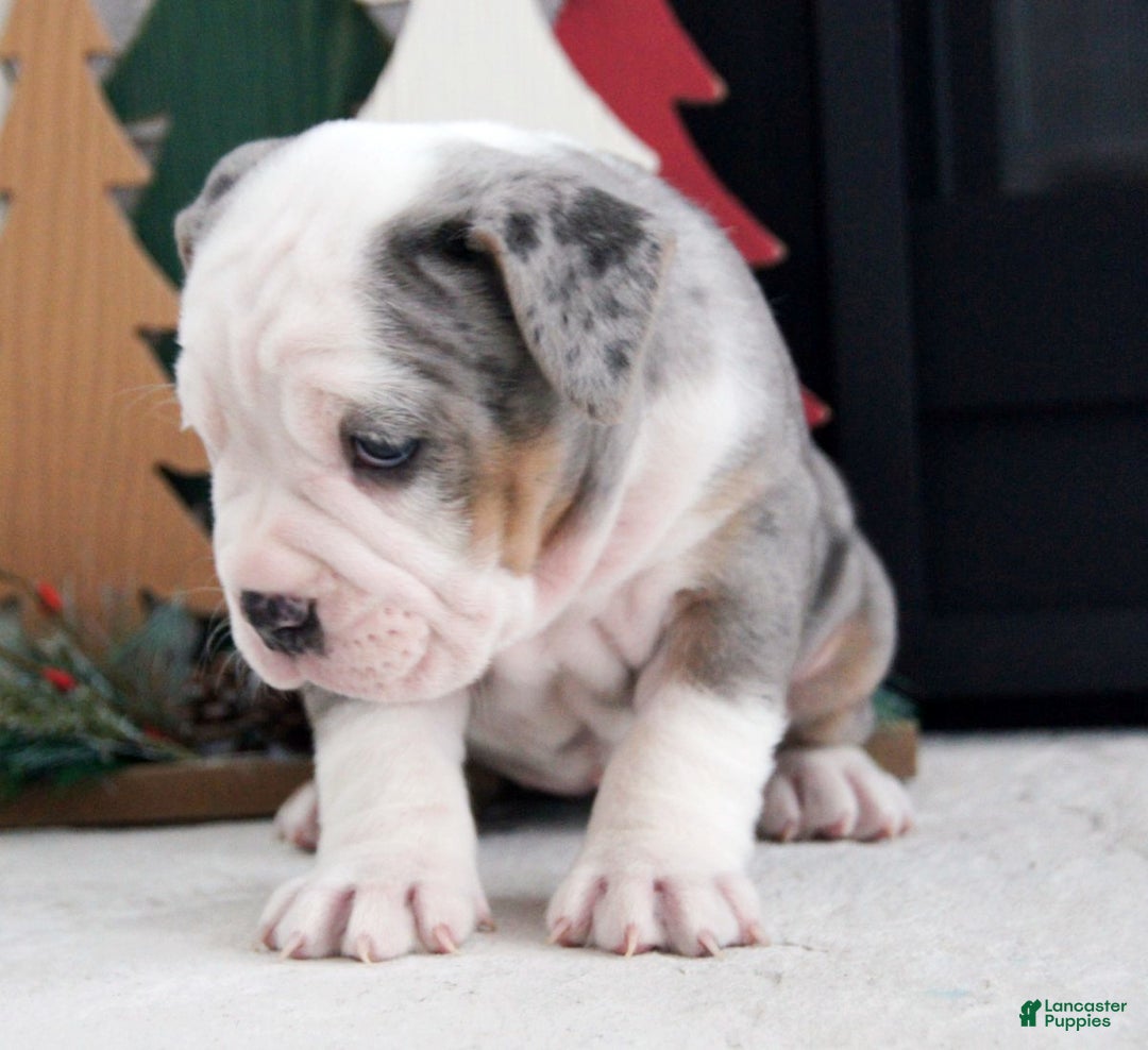 Olde English Bulldogge dogs for sale: Jingle Bells - Ad 6