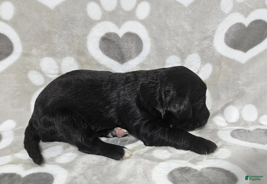 Goldendoodle dogs for sale: F1 SnowPea - Ad 2