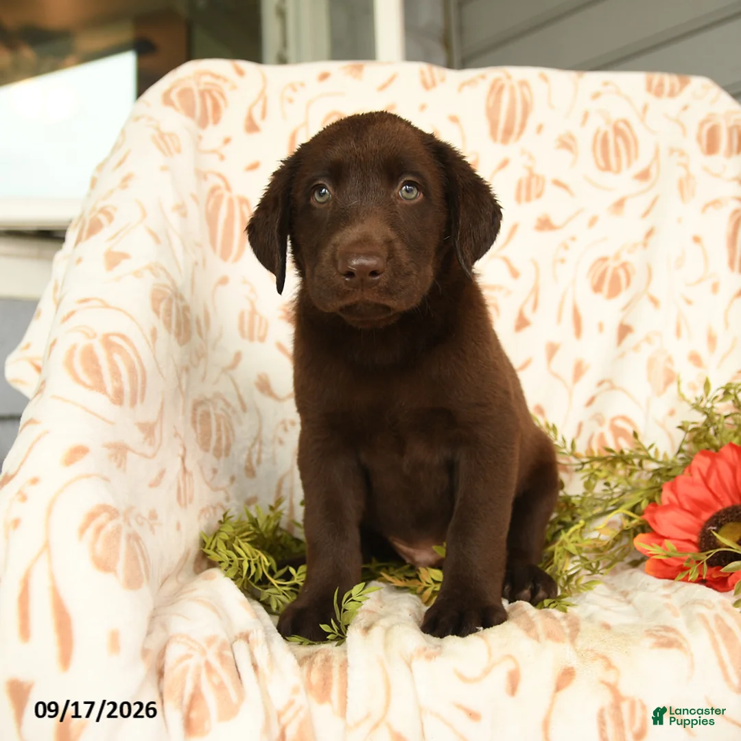 Labrador Retriever dogs for sale: Marvin - Ad 1