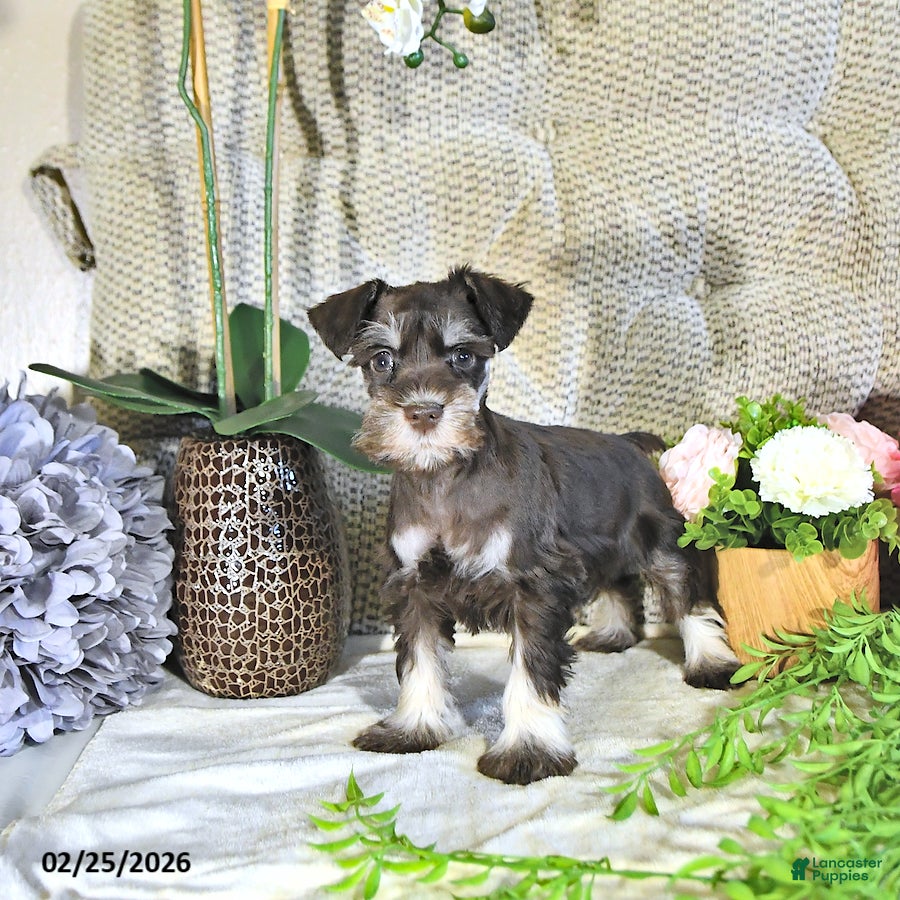 Miniature Schnauzer dogs Koby - Ad 2