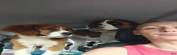 Mixed Breed dogs for sale: Marley - Ad 89