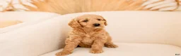 Mixed Breed dogs for sale: Mixed Breed Puppy 4 - Ad 4