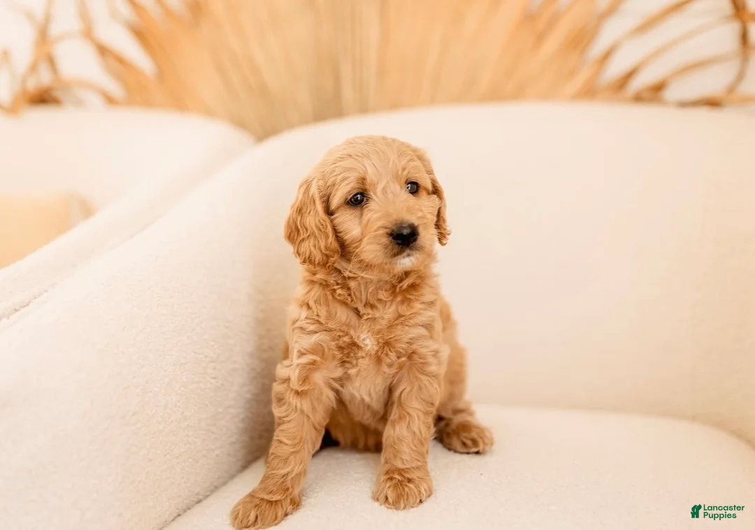 Mixed Breed dogs for sale: Mixed Breed Puppy 4 - Ad 4