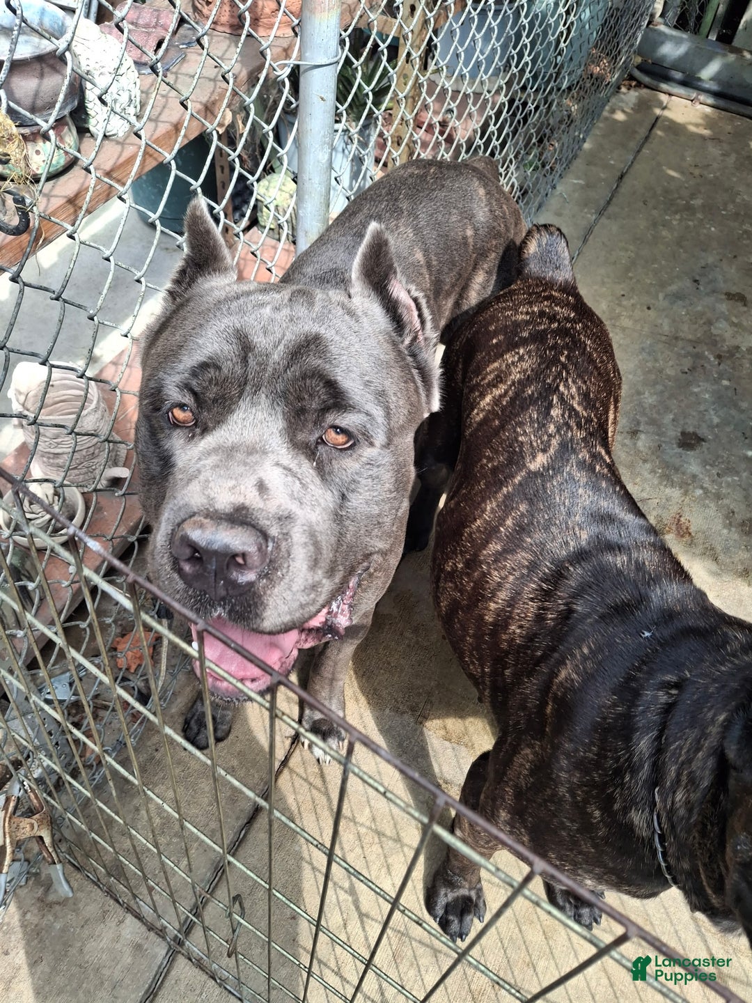 Cane Corso dogs for sale: Cane Corso Puppy 1 - Ad 4