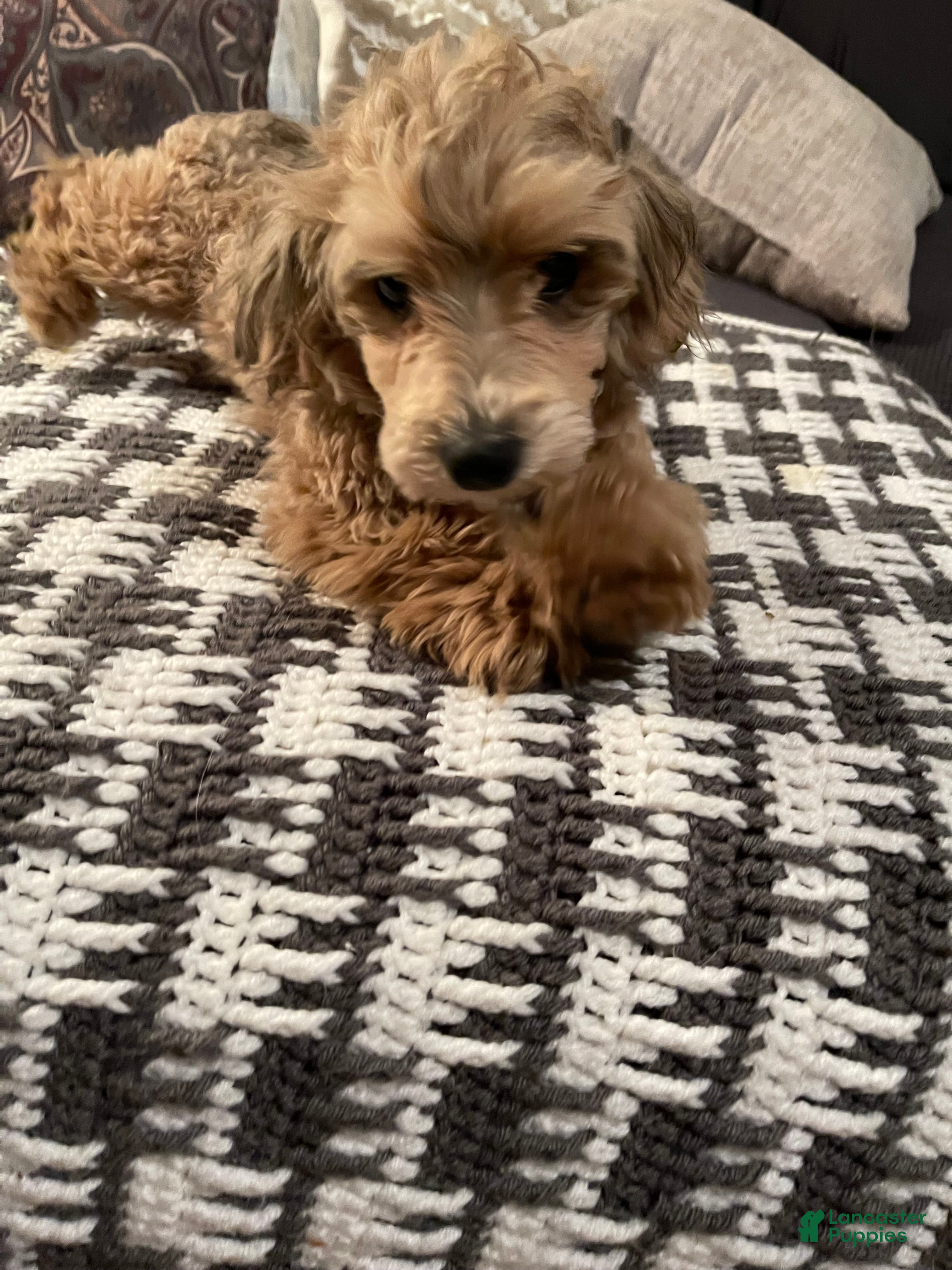 Mixed Breed dogs Mixed Breed Puppy 1 - Ad 1