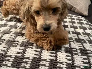 Mixed Breed dogs Mixed Breed Puppy 1 - Ad 38