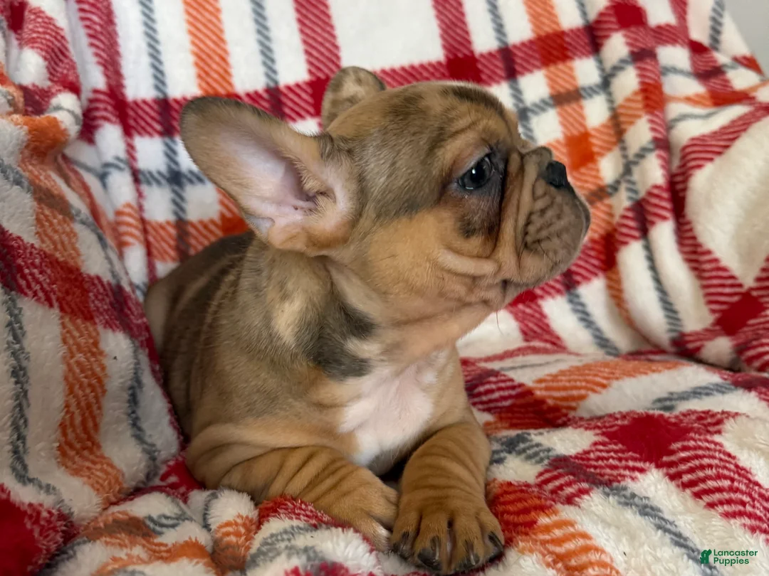 French Bulldog dogs for sale: Fawn Merle (Richard) - Ad 2