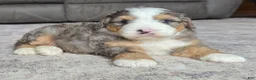 Mini Bernedoodle dogs for sale: Mini Harley - Ad 6
