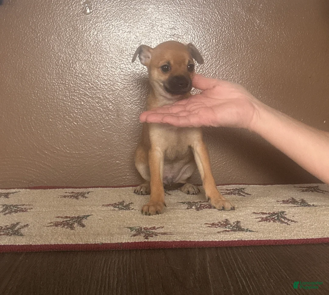 Chihuahua dogs for sale: Chihuahua Puppy 3 - Ad 3