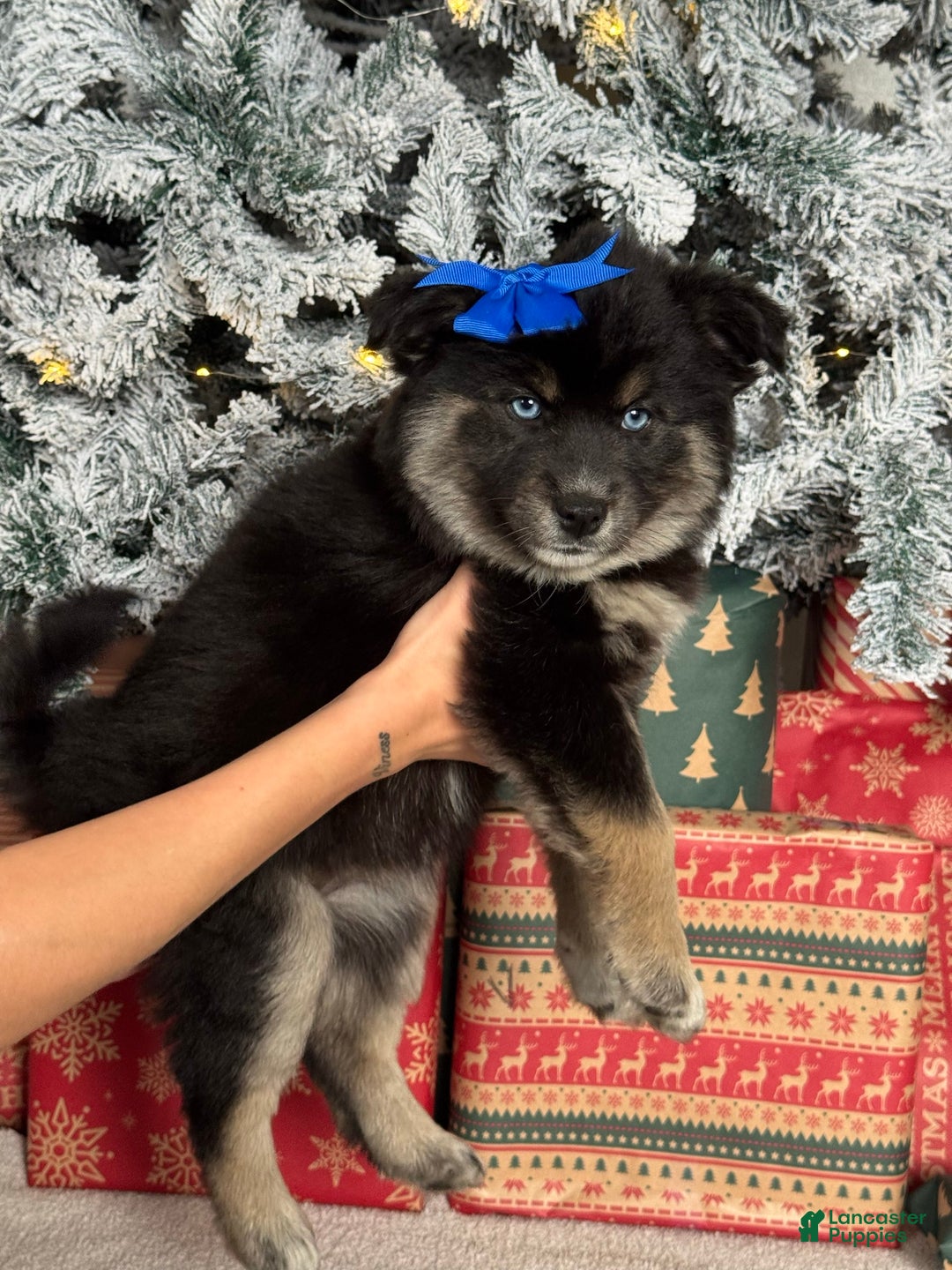Pomsky dogs for sale: Cindy Lou Who - Ad 1