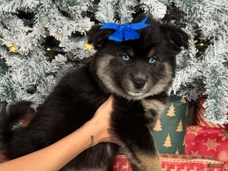 Pomsky dogs Cindy Lou Who - Ad 4