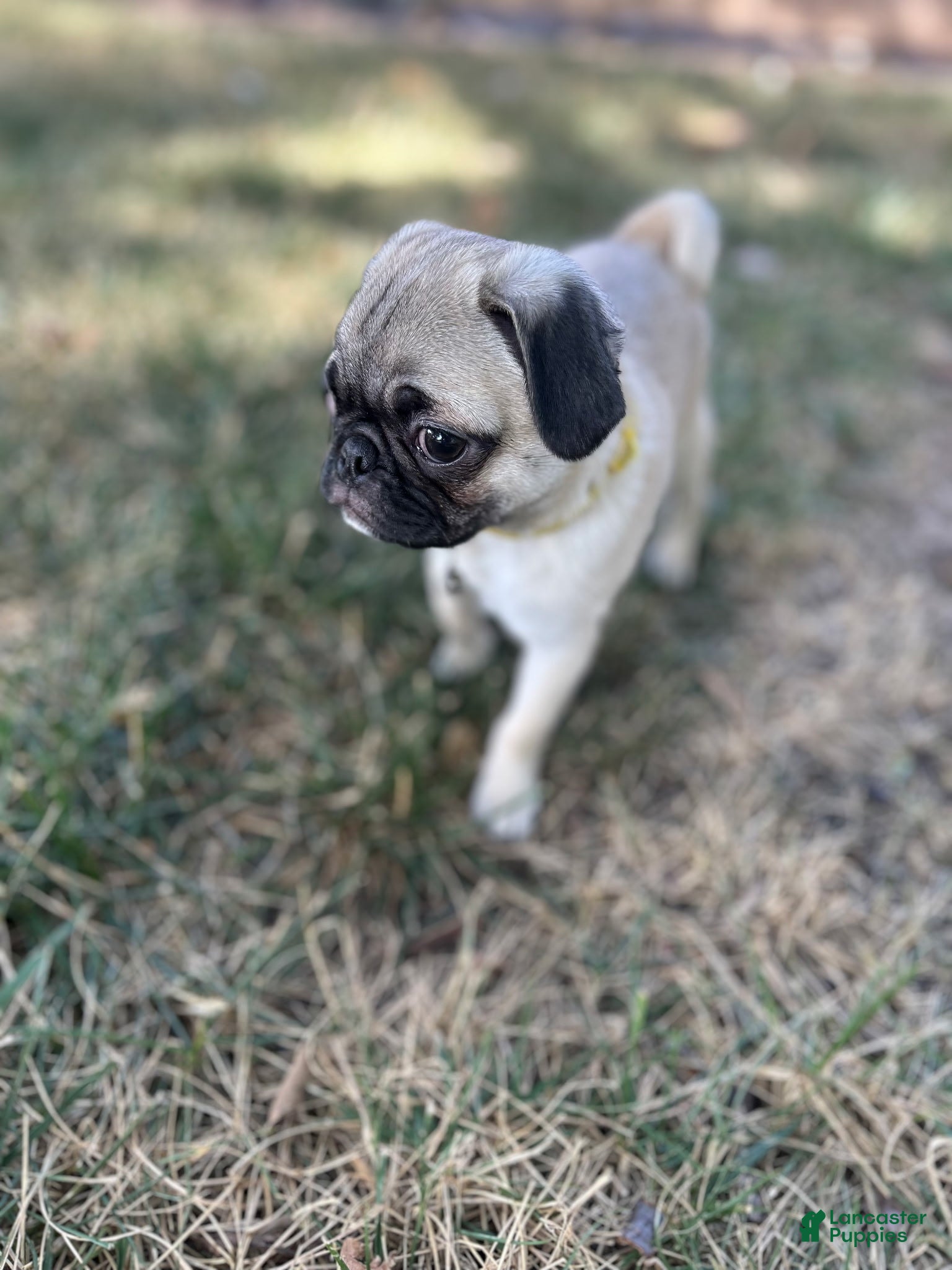 Pug dogs Pug 2 (Dempsey) - Ad 10
