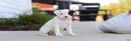 Boxer dogs for sale: Layla - Ad 3
