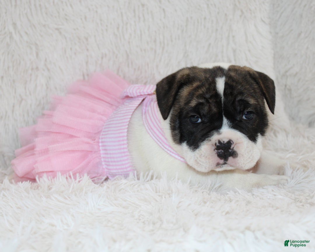 English Bulldog dogs for sale: Riley - Ad 4