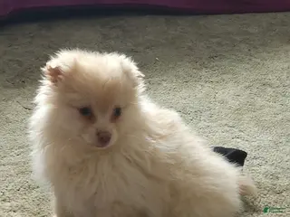 Pomeranian dogs Cameron - Ad 6