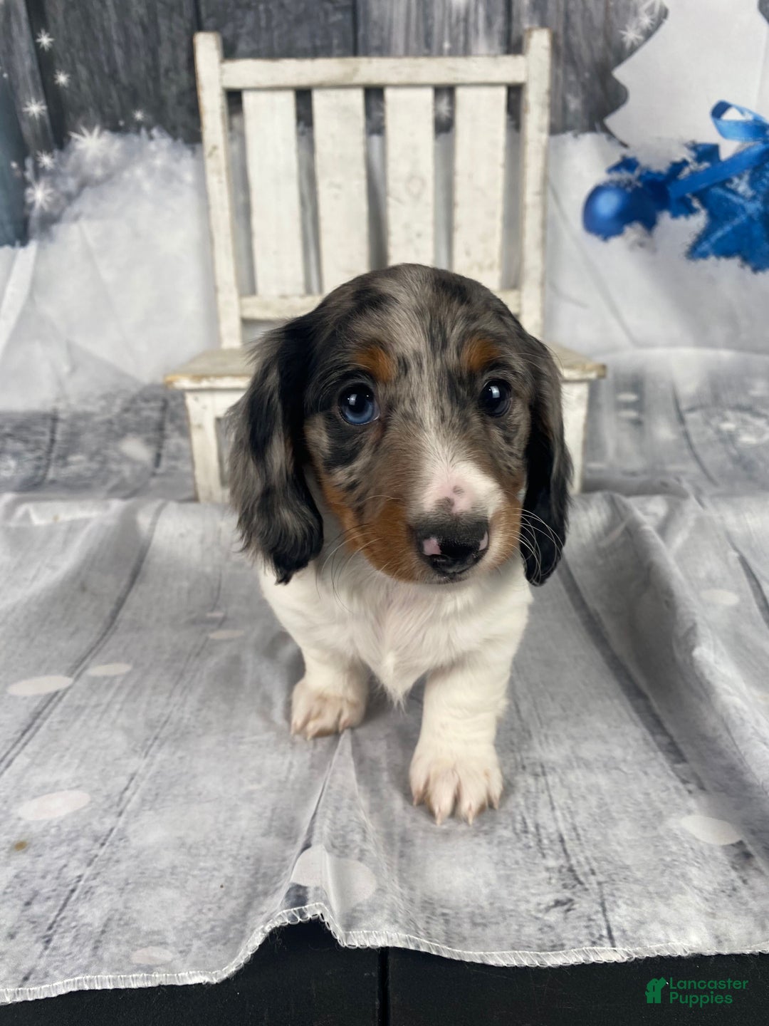 Miniature Dachshund dogs for sale: Milo - Ad 10