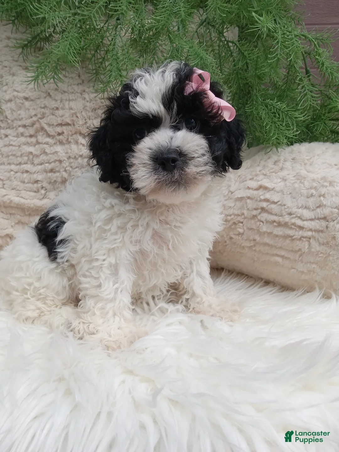 Teddy Bear dogs for sale: Molly  - Ad 2