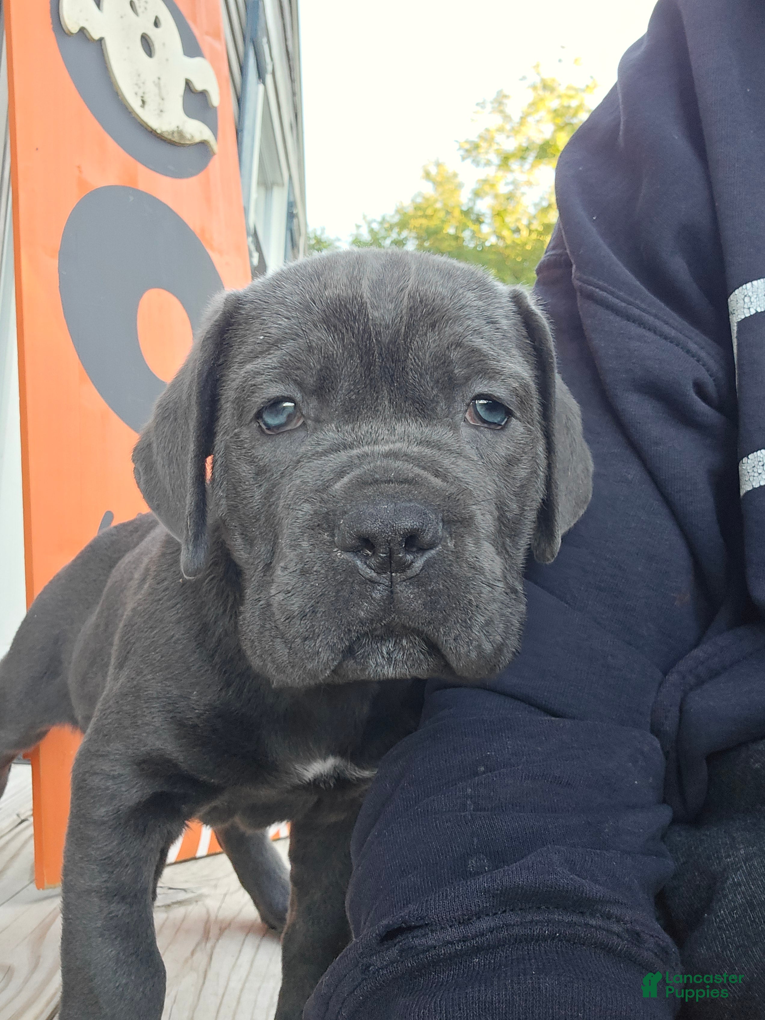 Cane Corso dogs for sale: Cane Corso 5 - Ad 29