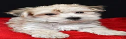 Morkie dogs for sale: Chuckie - Ad 8