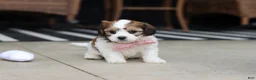 Cavachon dogs for sale: Darla - Ad 7