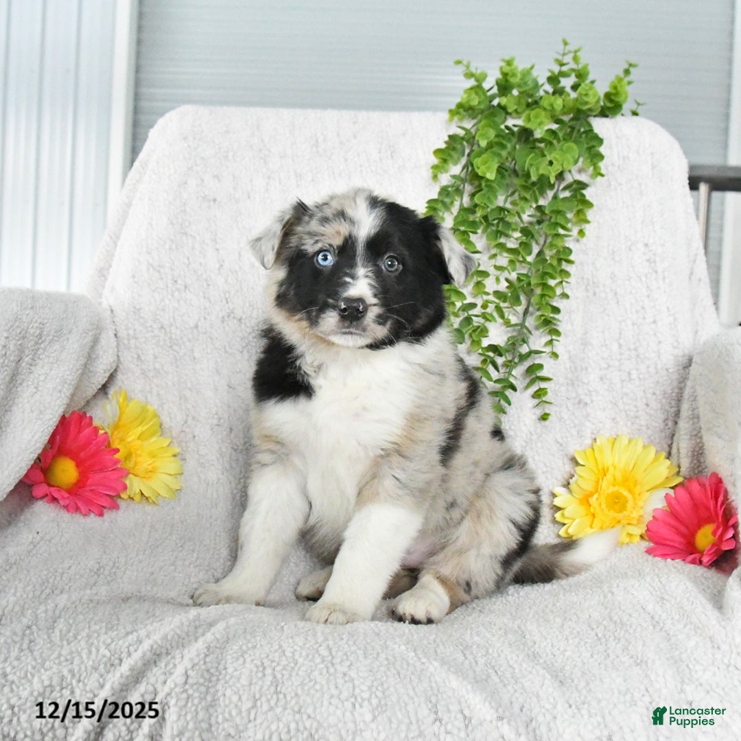 Border Collie dogs for sale: Lilac - Ad 4