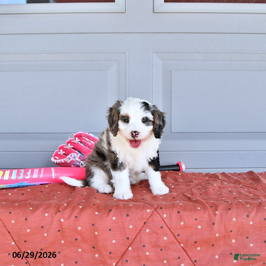 Mixed Breed dogs Luna  - Ad 2