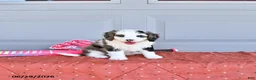 Mixed Breed dogs for sale: Luna  - Ad 2