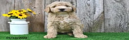 Mini Goldendoodle dogs for sale: Lilly - Ad 3