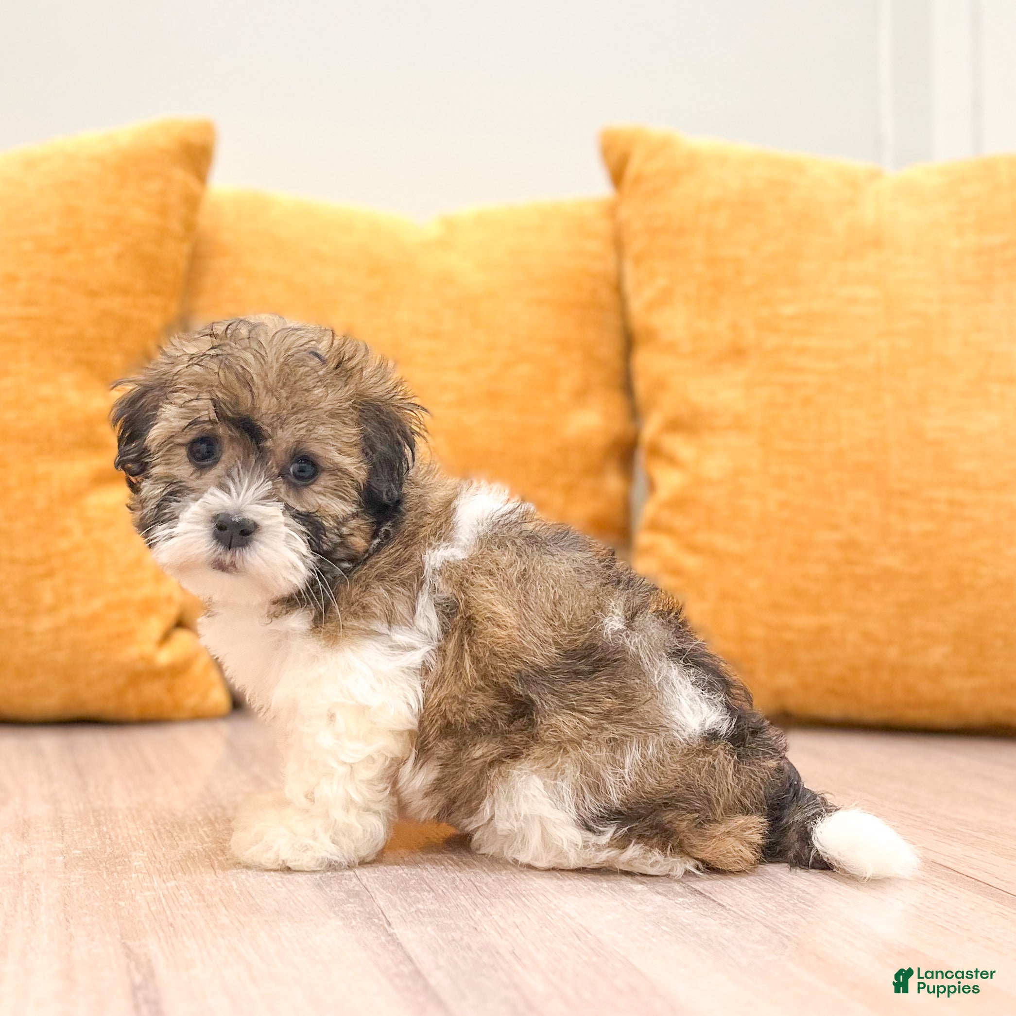 Havanese dogs Angie - Ad 1