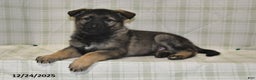 German Shepherd dogs for sale: Makayla - Ad 4