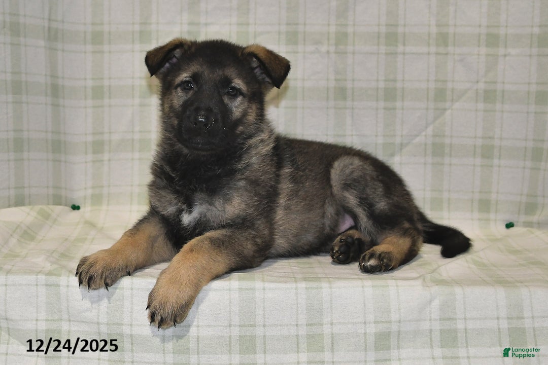 German Shepherd dogs for sale: Makayla - Ad 4