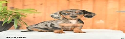 Miniature Dachshund dogs for sale: Ella - Ad 2