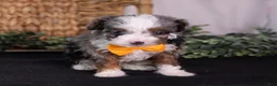 Mini Bernedoodle dogs for sale: Kricket - Ad 5