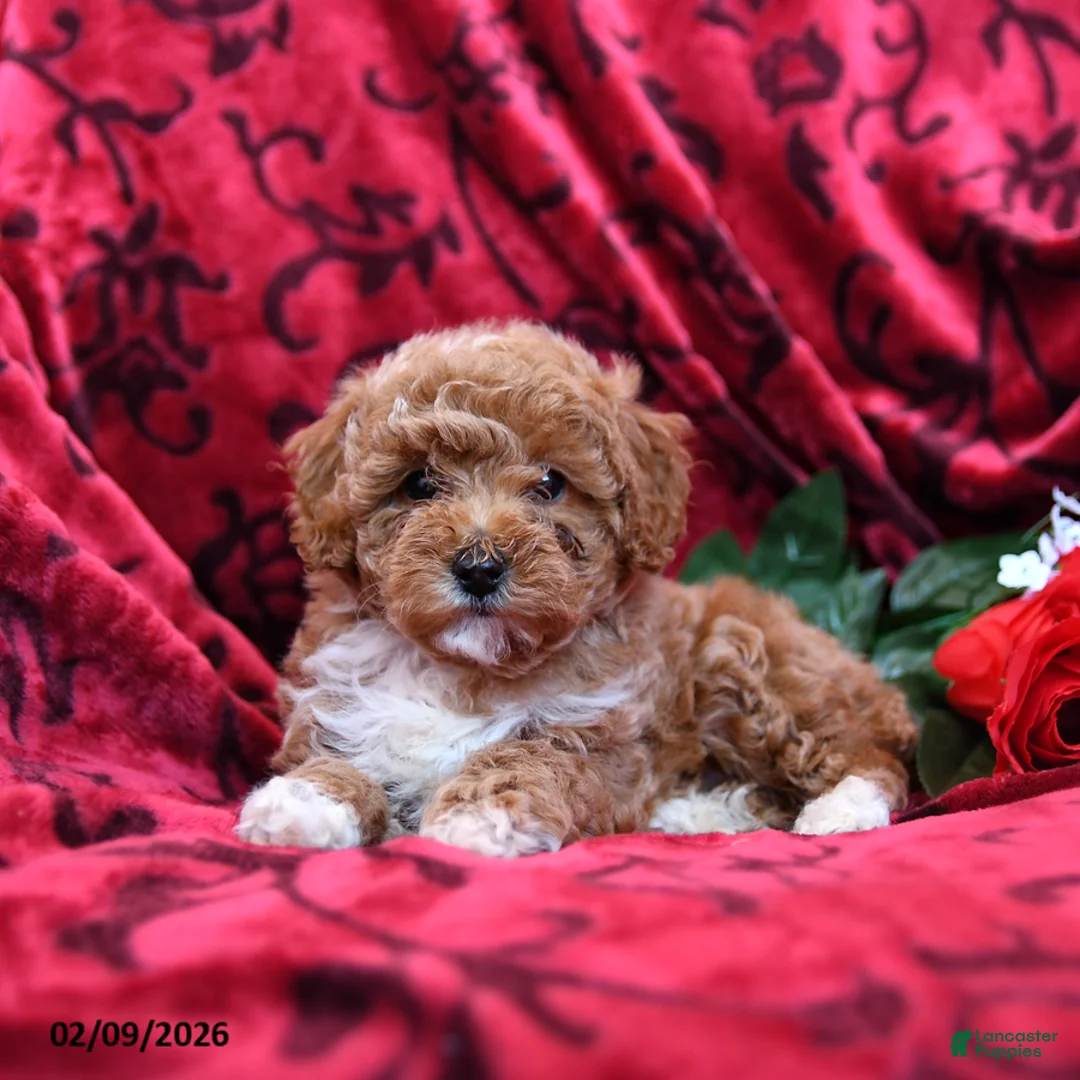 Toy Poodle dogs for sale: Sweetheart - Ad 3
