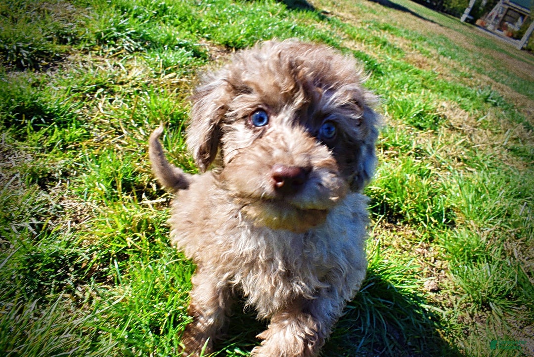 Havapoo dogs for sale: Indy - Ad 10