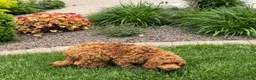 Cockapoo dogs for sale: Manny - Ad 10