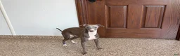 Italian Greyhound dogs for sale: Sammy - Ad 6