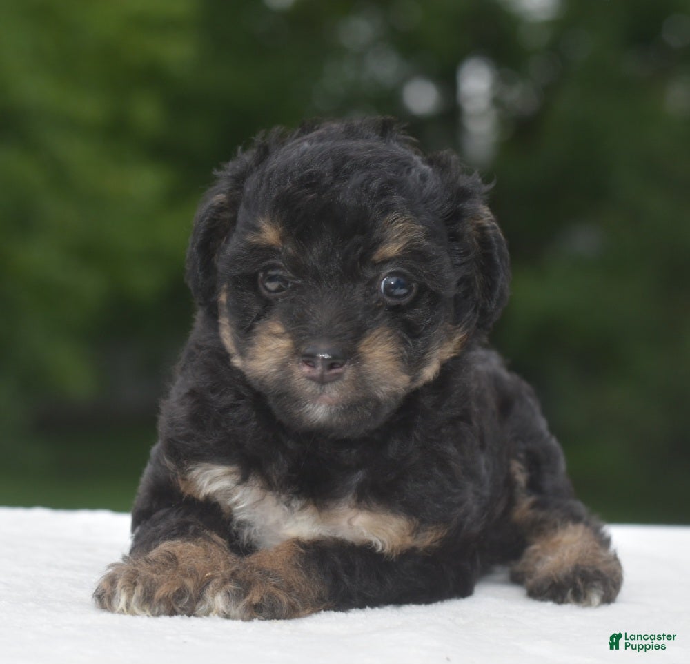 Toy Poodle dogs Molly - Ad 2