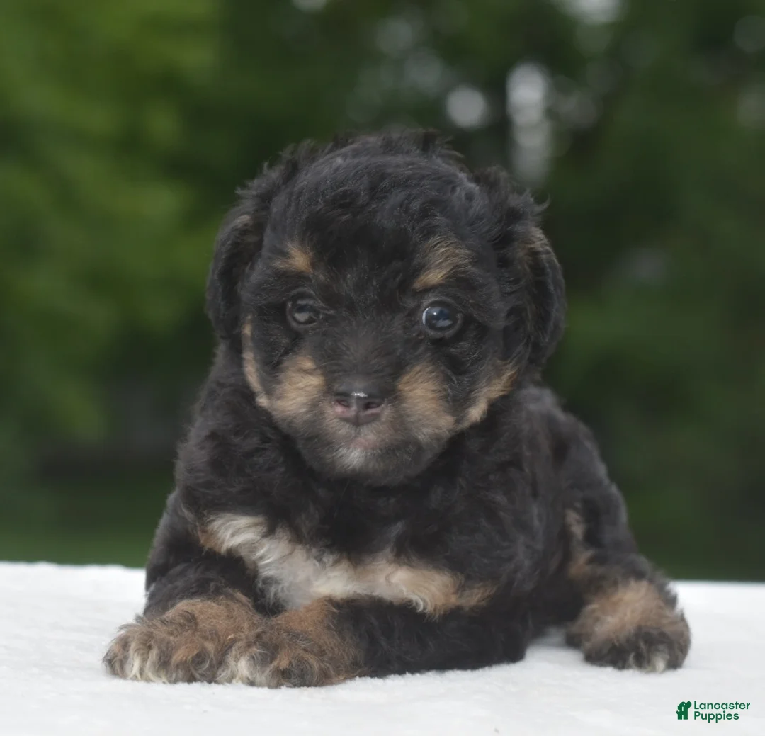 Toy Poodle dogs for sale: Molly - Ad 2