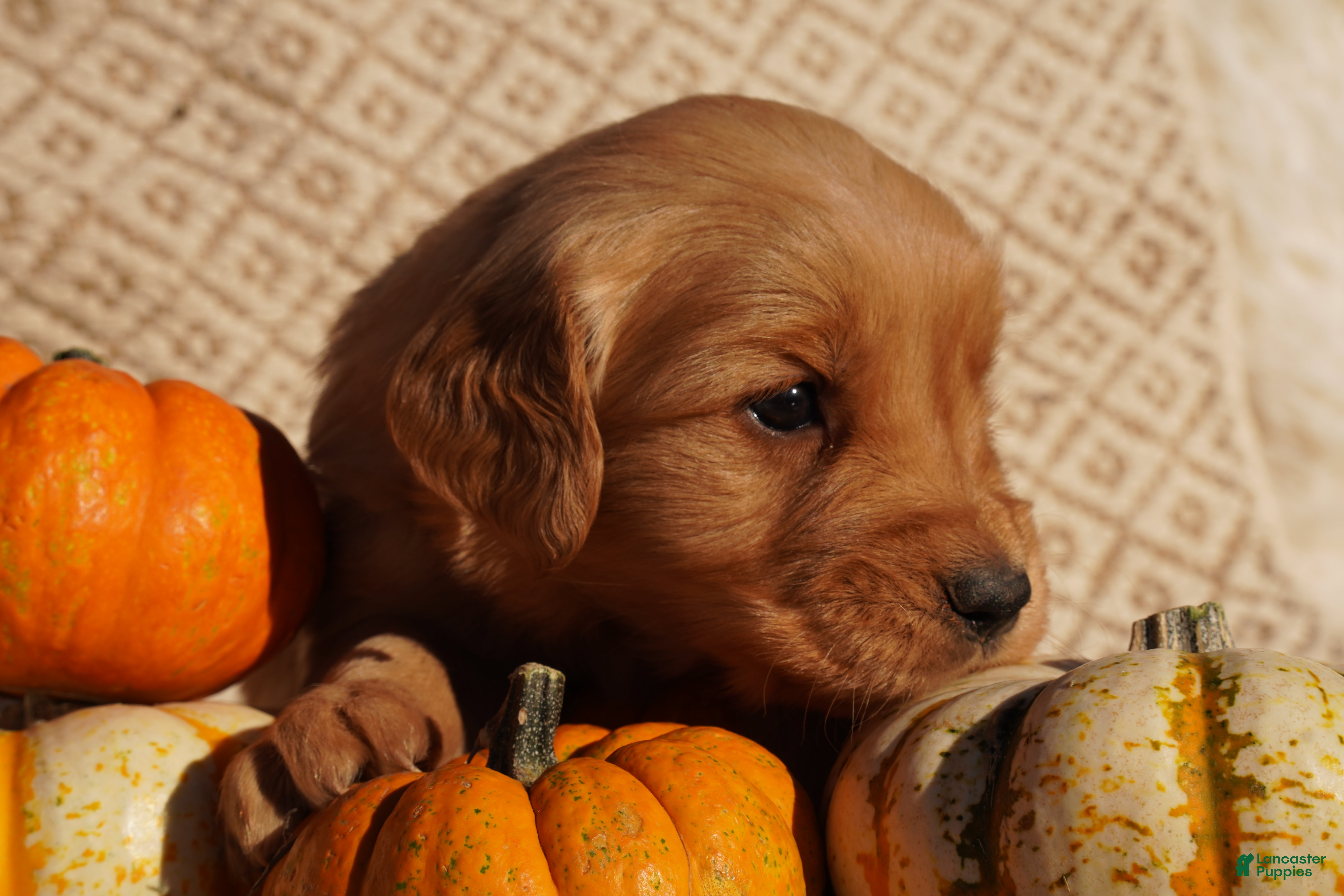 Golden Retriever dogs for sale: Liz - AKC, Genetically Clear - Ad 2